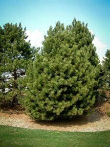 Сосна Чёрная (Pinus Nigra) купить по цене от 270.00р. в интернет-магазине «Посадика» с доставкой почтой в в Чекалине и по всей России – [изображение №1].