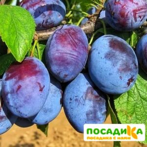 Слива Чачакская ранняя купить по цене от 229.00р. в интернет-магазине «Посадика» с доставкой почтой в в Чекалине и по всей России – [изображение №1].