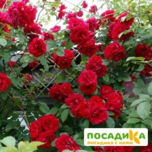 Роза плетистая Амадеус купить по цене от 399.00р. в интернет-магазине «Посадика» с доставкой почтой в в Чекалине и по всей России – [изображение №1].