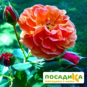 Роза Арабия купить по цене от 350.00р. в интернет-магазине «Посадика» с доставкой почтой в в Чекалине и по всей России – [изображение №1].