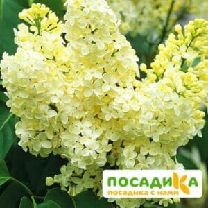 Сирень Примроуз (Primrose) купить по цене от 529.00р. в интернет-магазине «Посадика» с доставкой почтой в в Чекалине и по всей России – [изображение №1].