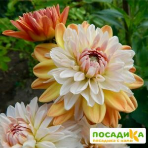 Георгина Коуп де Солейл (декоративная) купить по цене от 400р. в интернет-магазине «Посадика» с доставкой почтой в в Чекалине и по всей России – [изображение №1].