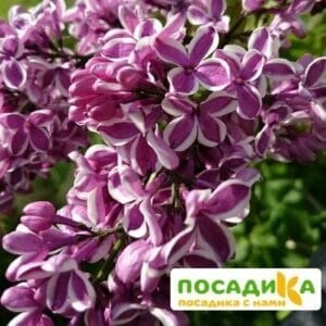 Сирень Сенсация купить по цене от 529.00р. в интернет-магазине «Посадика» с доставкой почтой в в Чекалине и по всей России – [изображение №1].