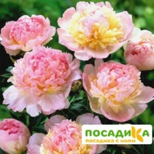 Пион Распберри Сандей (Paeonia Raspberry Sundae) купить по цене от 959р. в интернет-магазине «Посадика» с доставкой почтой в в Чекалине и по всей России – [изображение №1].