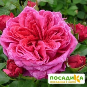 Шраб Роза Соул купить по цене от 390.00р. в интернет-магазине «Посадика» с доставкой почтой в в Чекалине и по всей России – [изображение №1].