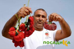 Клубника Гигант Джорнея купить по цене от 266р. в интернет-магазине «Посадика» с доставкой почтой в в Чекалине и по всей России – [изображение №1].