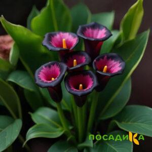 Калла Аура Лейс купить по цене от 400р. в интернет-магазине «Посадика» с доставкой почтой в в Чекалине и по всей России – [изображение №1].