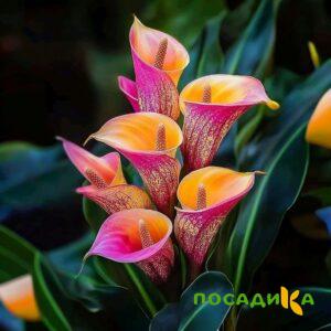 Калла Оникс купить по цене от 450р. в интернет-магазине «Посадика» с доставкой почтой в в Чекалине и по всей России – [изображение №1].