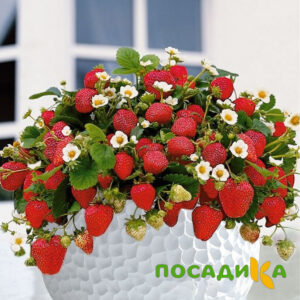Клубника Рубиновый Шепот (горшечная) купить по цене от 240р. в интернет-магазине «Посадика» с доставкой почтой в в Чекалине и по всей России – [изображение №1].