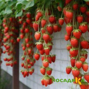 Клубника вьющаяся Комплимент купить по цене от 470р. в интернет-магазине «Посадика» с доставкой почтой в в Чекалине и по всей России – [изображение №1].