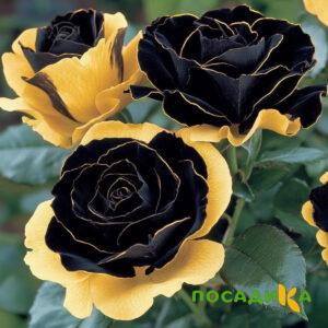 Роза Ханни Сикл купить по цене от 700р. в интернет-магазине «Посадика» с доставкой почтой в в Чекалине и по всей России – [изображение №1].