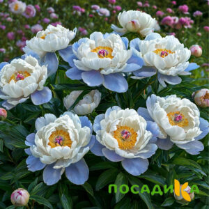 Пион акварельный Этюд купить по цене от 806р. в интернет-магазине «Посадика» с доставкой почтой в в Чекалине и по всей России – [изображение №1].