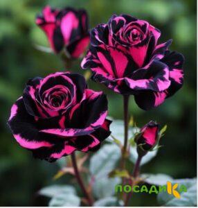 Роза Багровый Шепот купить по цене от 366р. в интернет-магазине «Посадика» с доставкой почтой в в Чекалине и по всей России – [изображение №1].