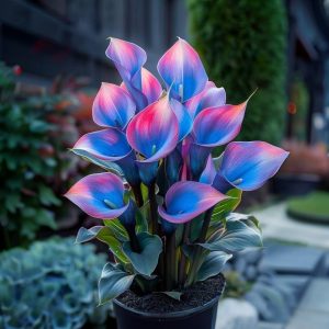 Калла Импрессия купить по цене от 590р. в интернет-магазине «Посадика» с доставкой почтой в в Чекалине и по всей России – [изображение №1].