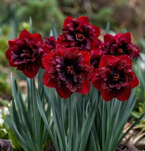 Нарцисс Сапфировый Бриз купить по цене от 3000р. в интернет-магазине «Посадика» с доставкой почтой в в Чекалине и по всей России – [изображение №1].