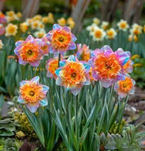 Нарцисс Айвери Дон купить по цене от 3000р. в интернет-магазине «Посадика» с доставкой почтой в в Чекалине и по всей России – [изображение №1].