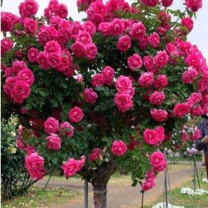 Роза Версаля купить по цене от 232р. в интернет-магазине «Посадика» с доставкой почтой в в Чекалине и по всей России – [изображение №1].