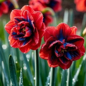 Нарцисс Эрличе купить по цене от 386р. в интернет-магазине «Посадика» с доставкой почтой в в Чекалине и по всей России – [изображение №1].